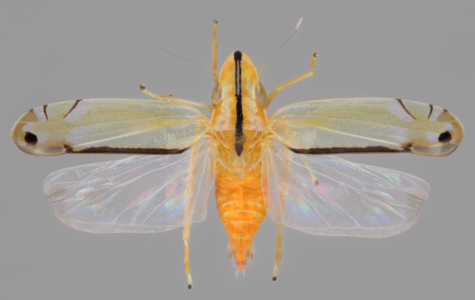 Sophonia orientalis