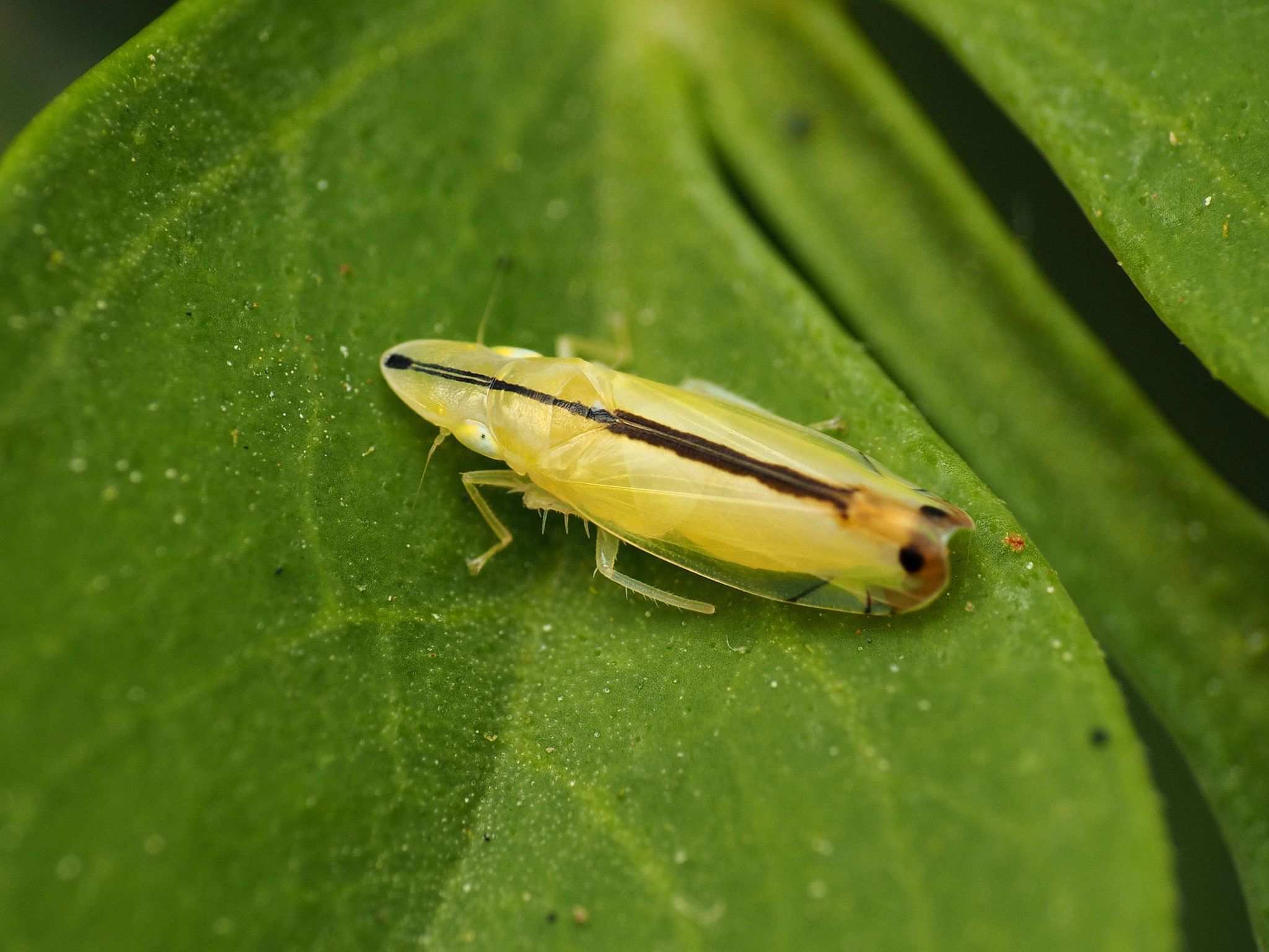 Sophonia orientalis