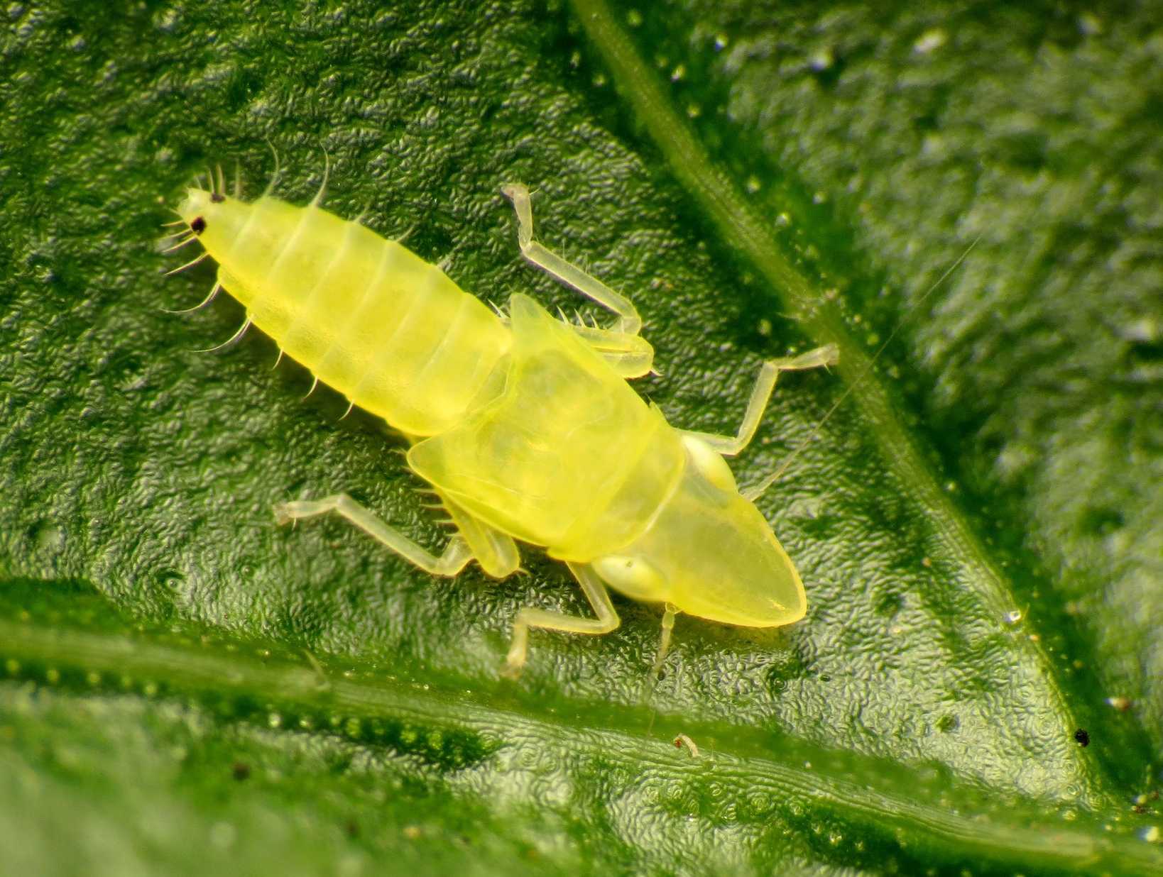 Sophonia orientalis