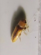 Glyphonyx