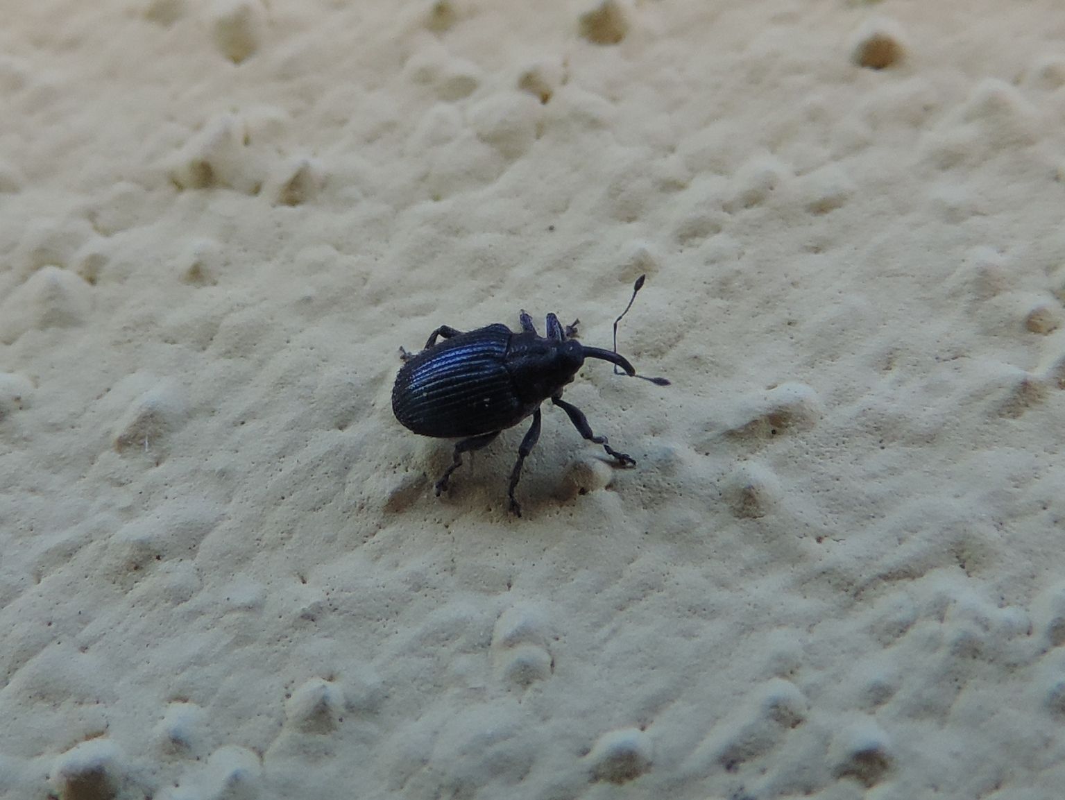 Ceutorhynchus sulcicollis