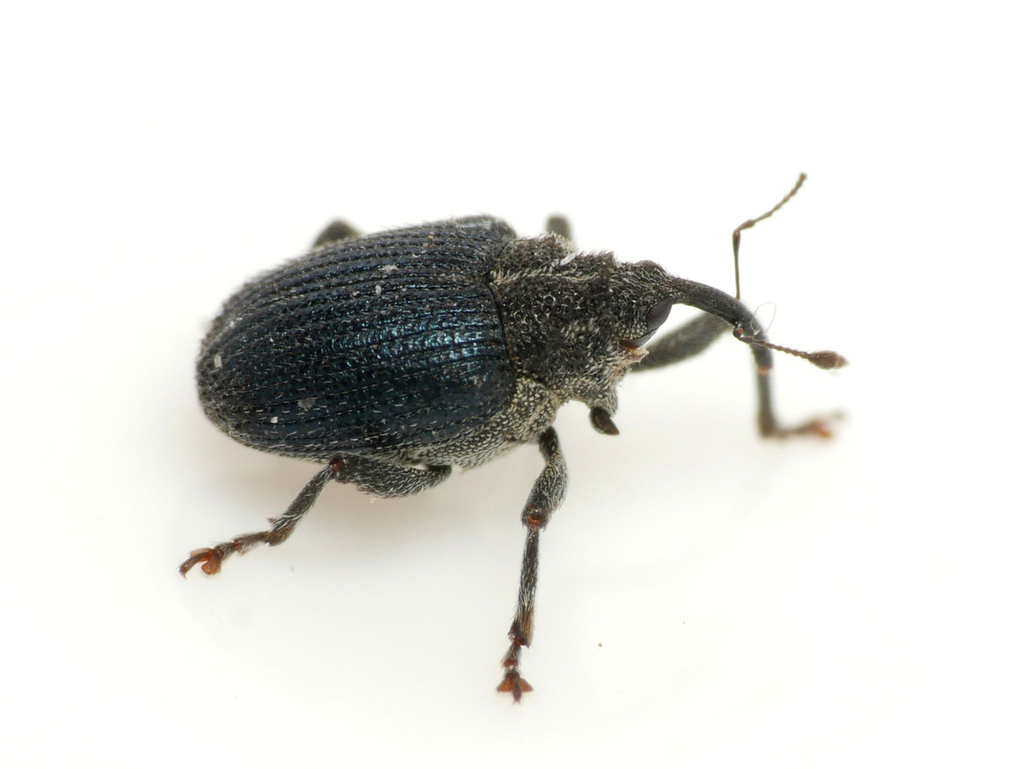 Ceutorhynchus sulcicollis