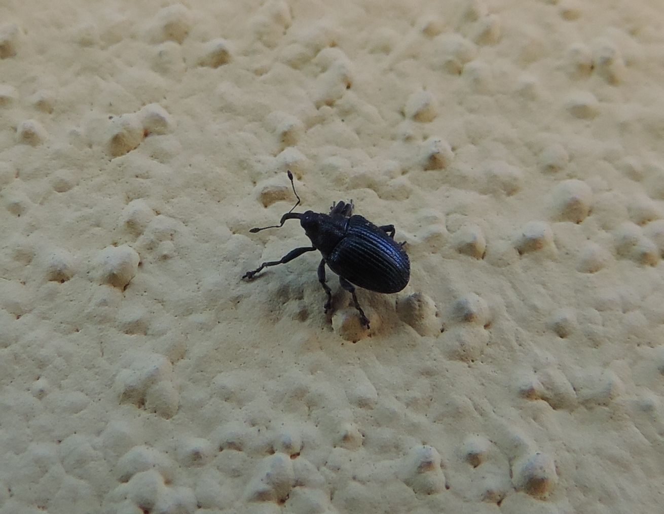 Ceutorhynchus sulcicollis