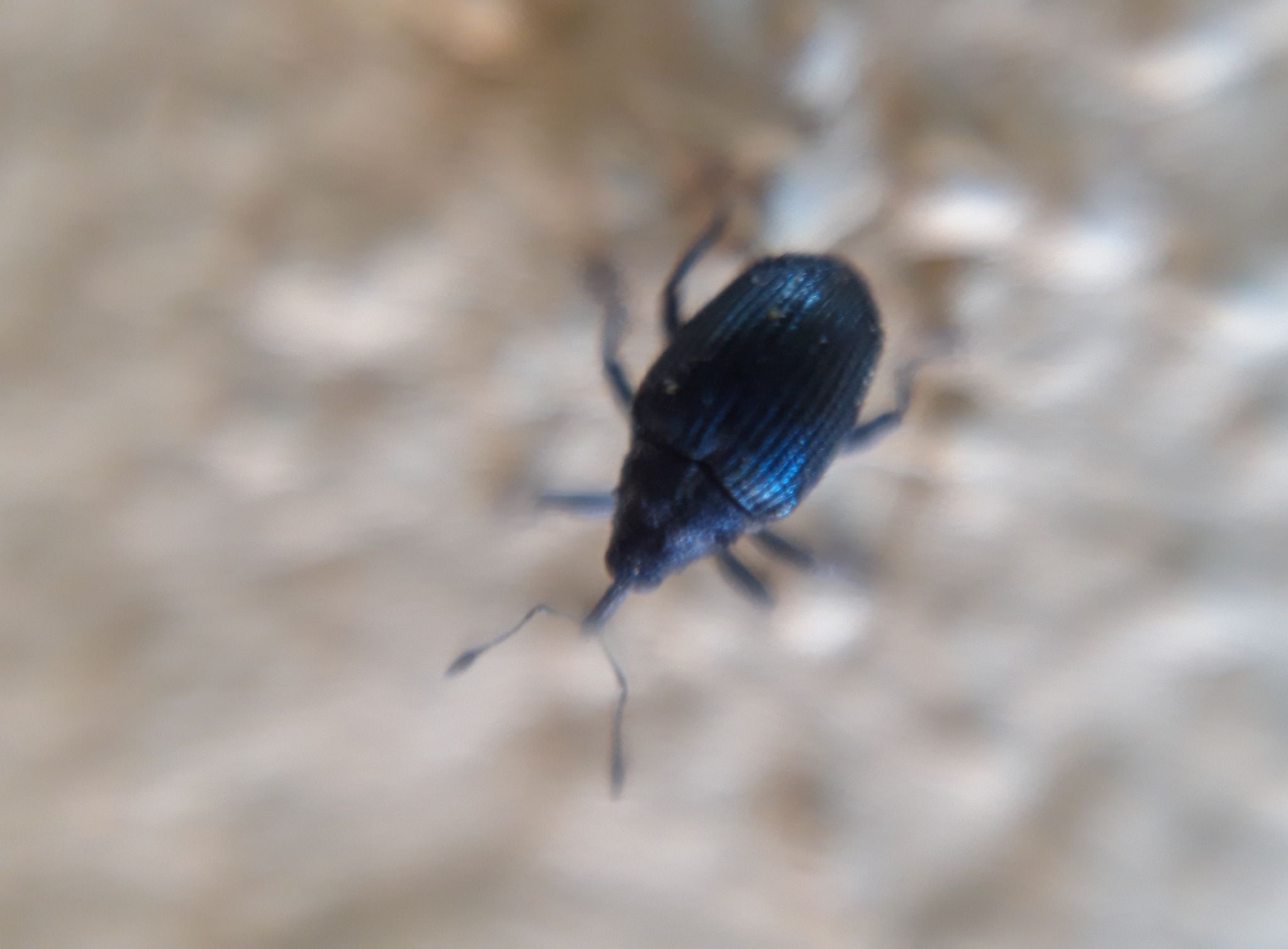 Ceutorhynchus sulcicollis