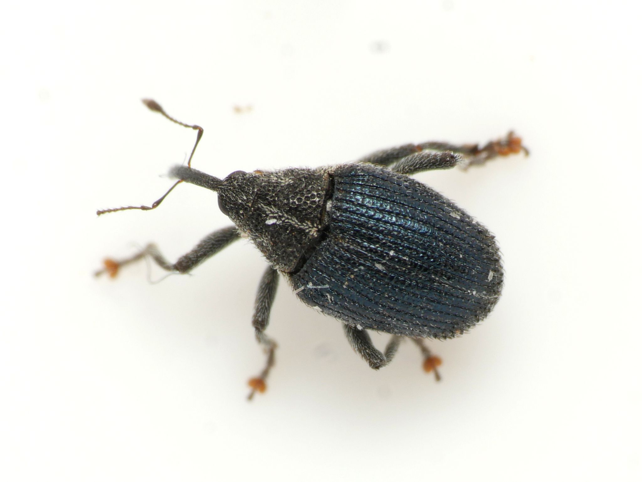 Ceutorhynchus sulcicollis