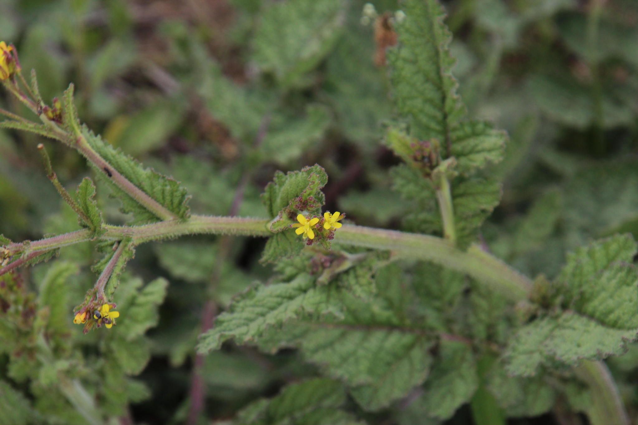 Sisymbrium thellungii