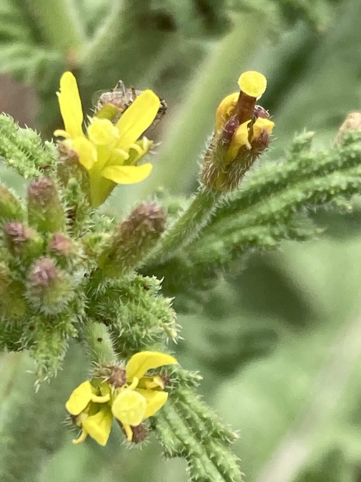 Sisymbrium thellungii