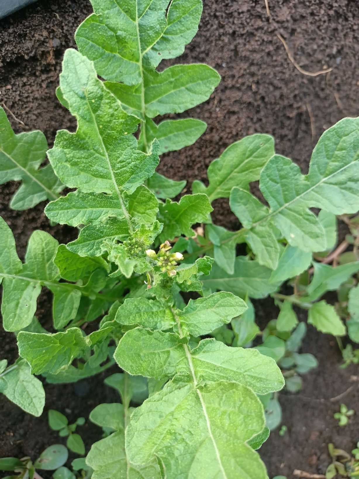Sisymbrium thellungii