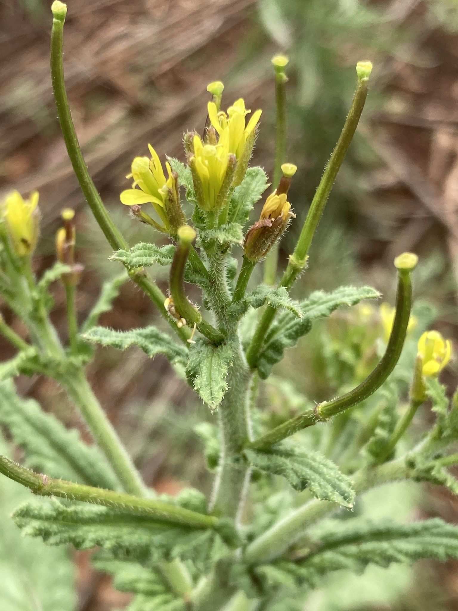 Sisymbrium thellungii