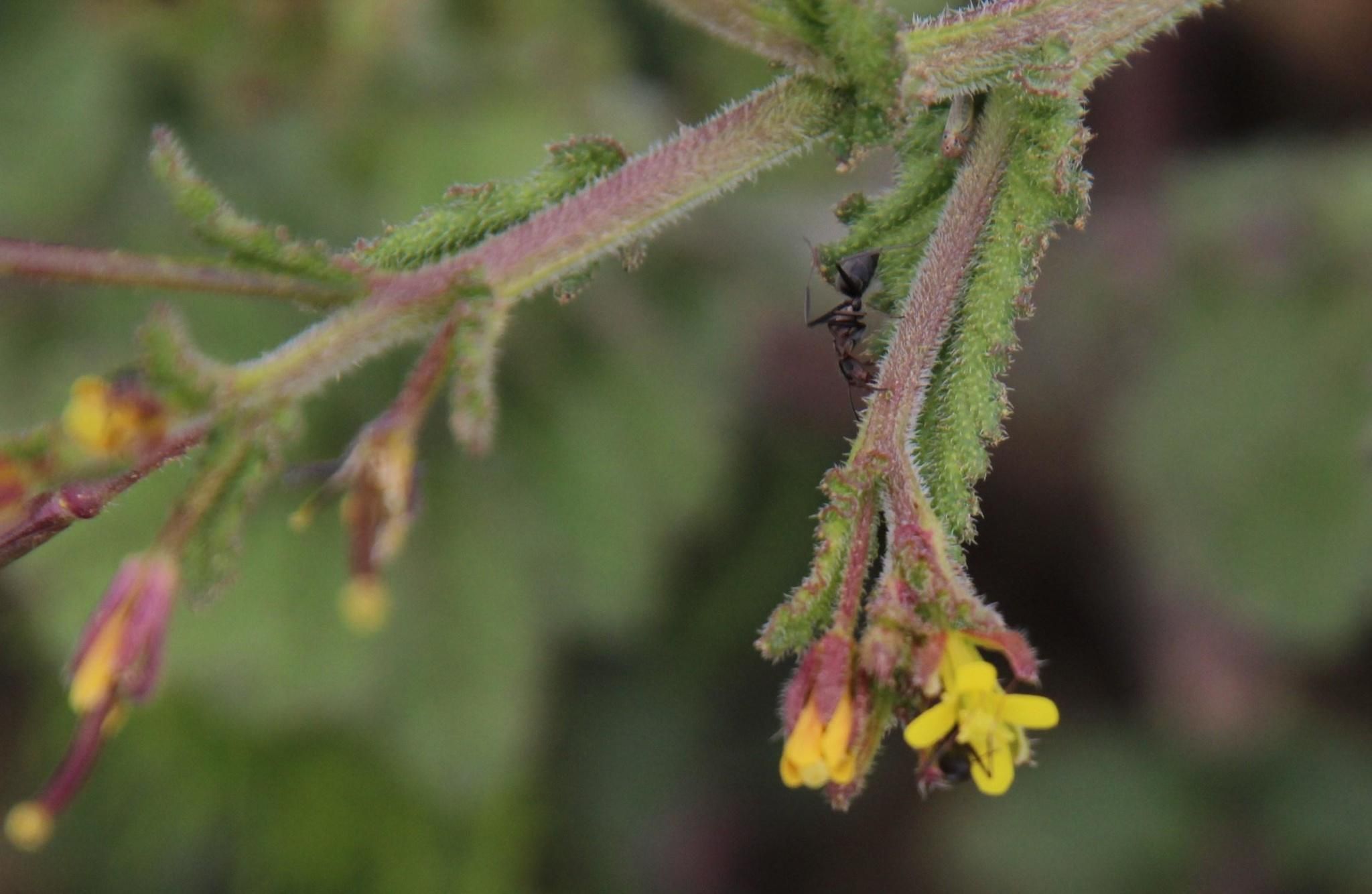 Sisymbrium thellungii