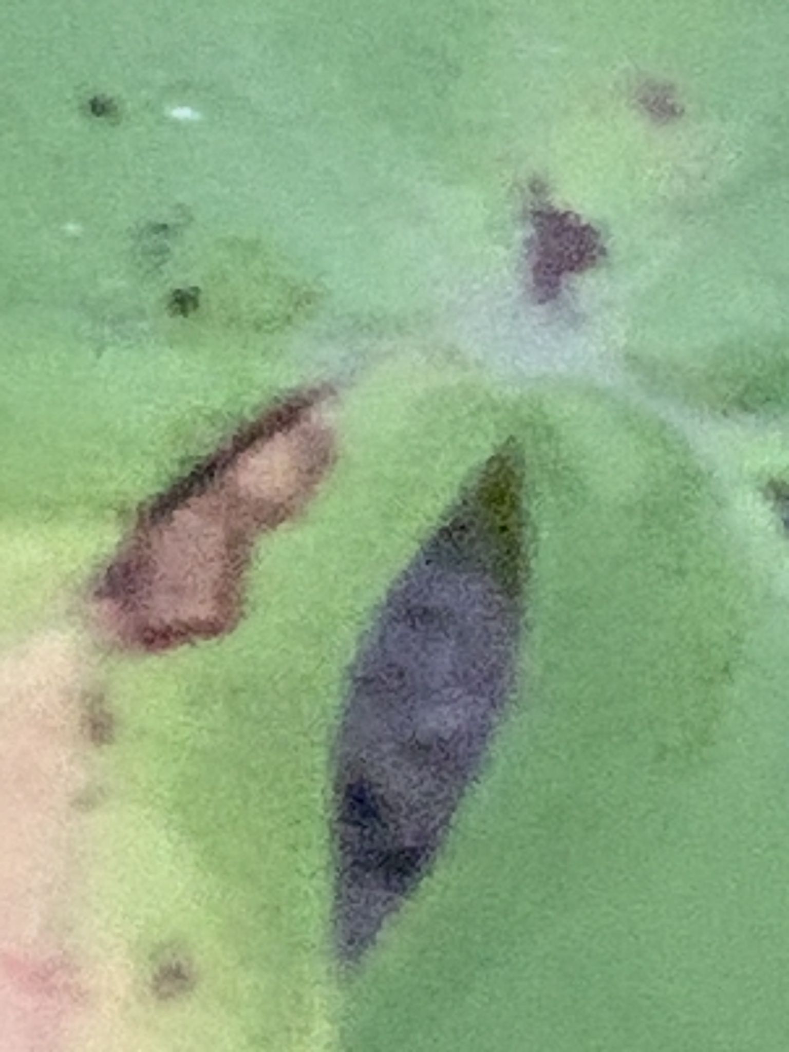 Pestalozziella