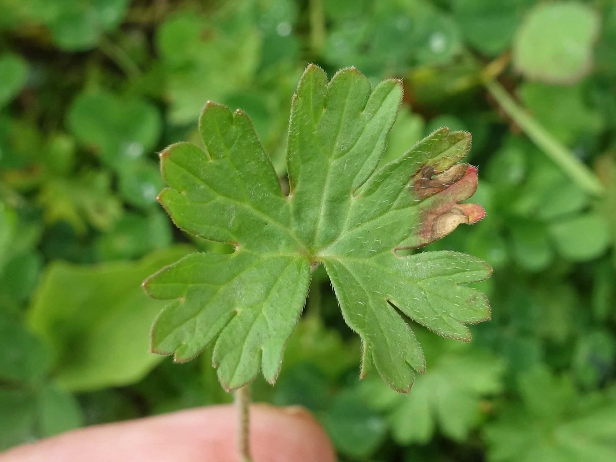Pestalozziella