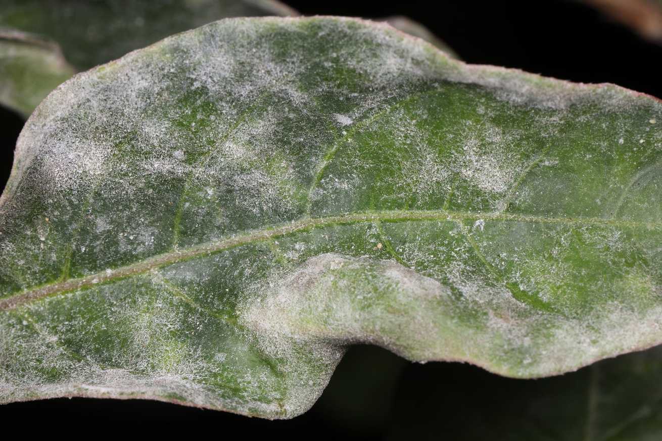 Erysiphe australiana
