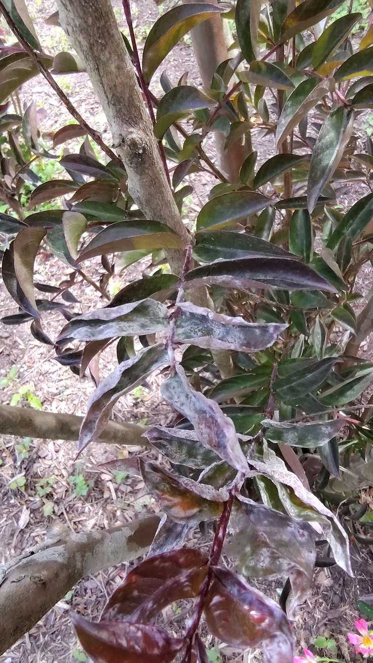 Erysiphe australiana