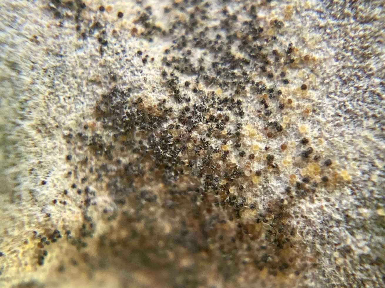 Erysiphe australiana
