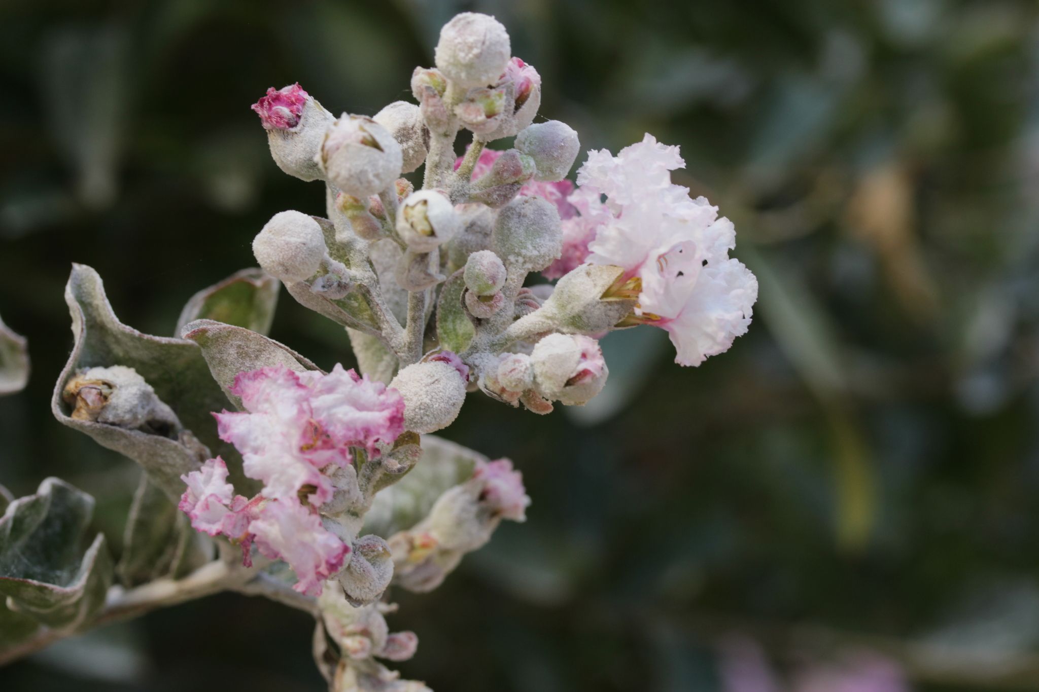 Erysiphe australiana