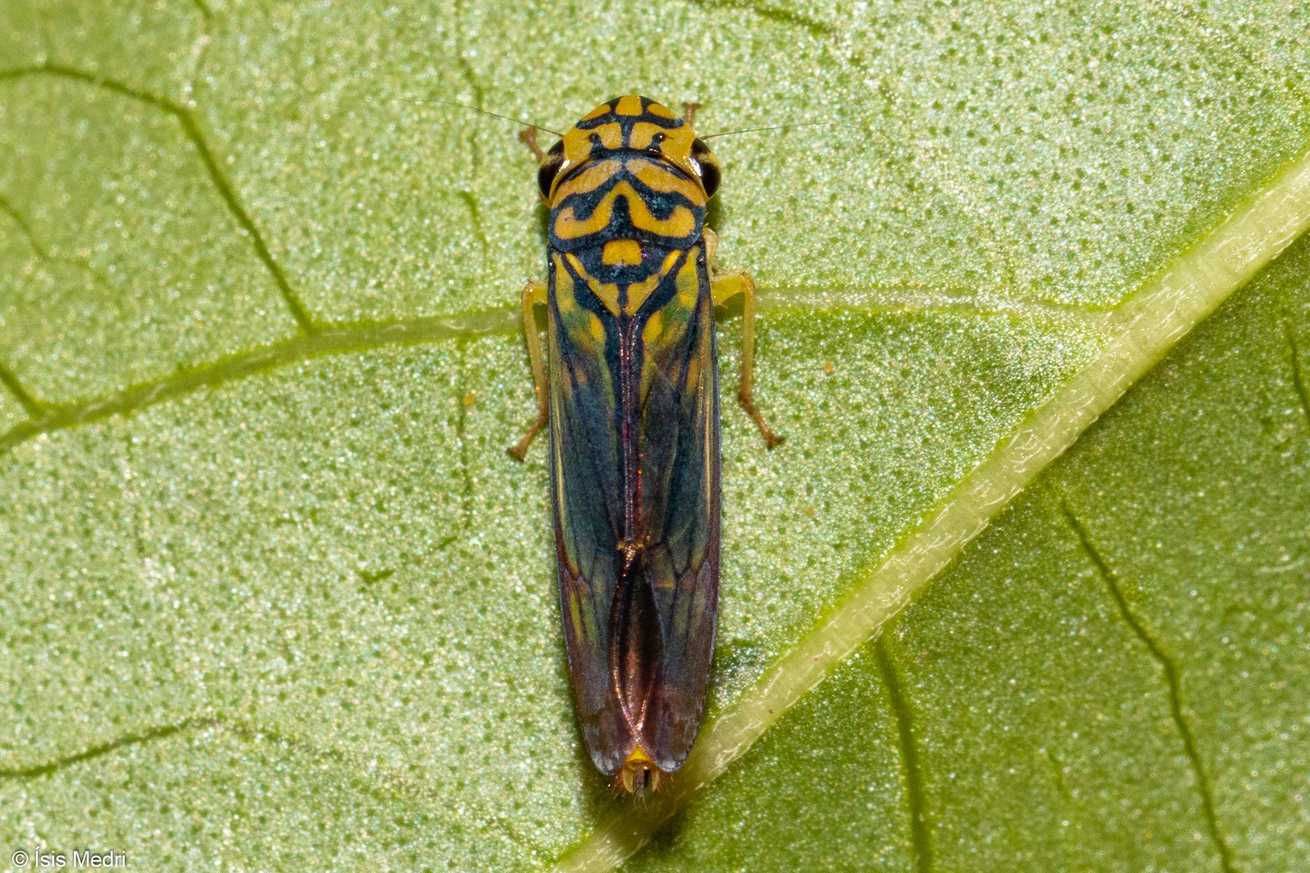 Dilobopterus costalimai