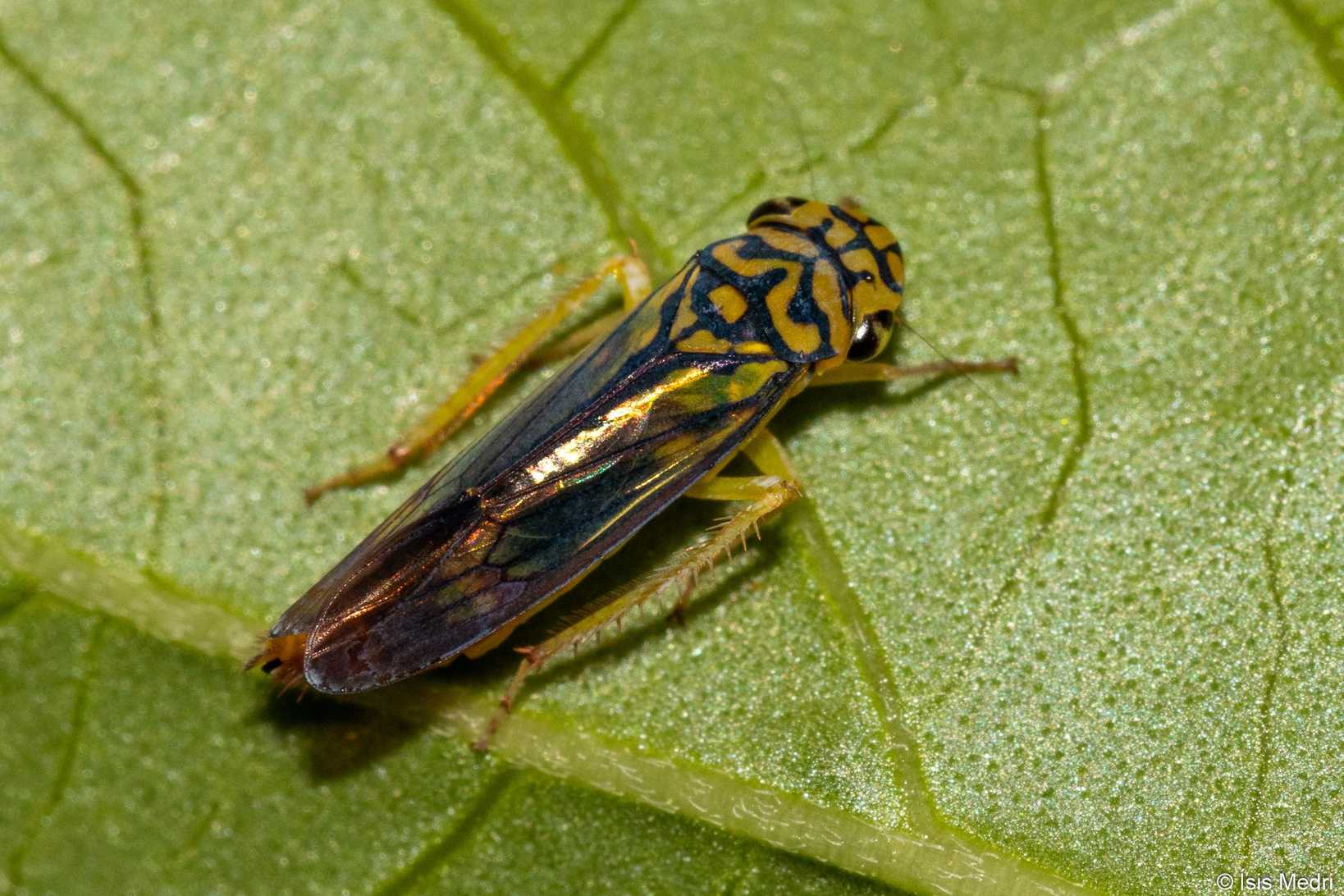 Dilobopterus costalimai