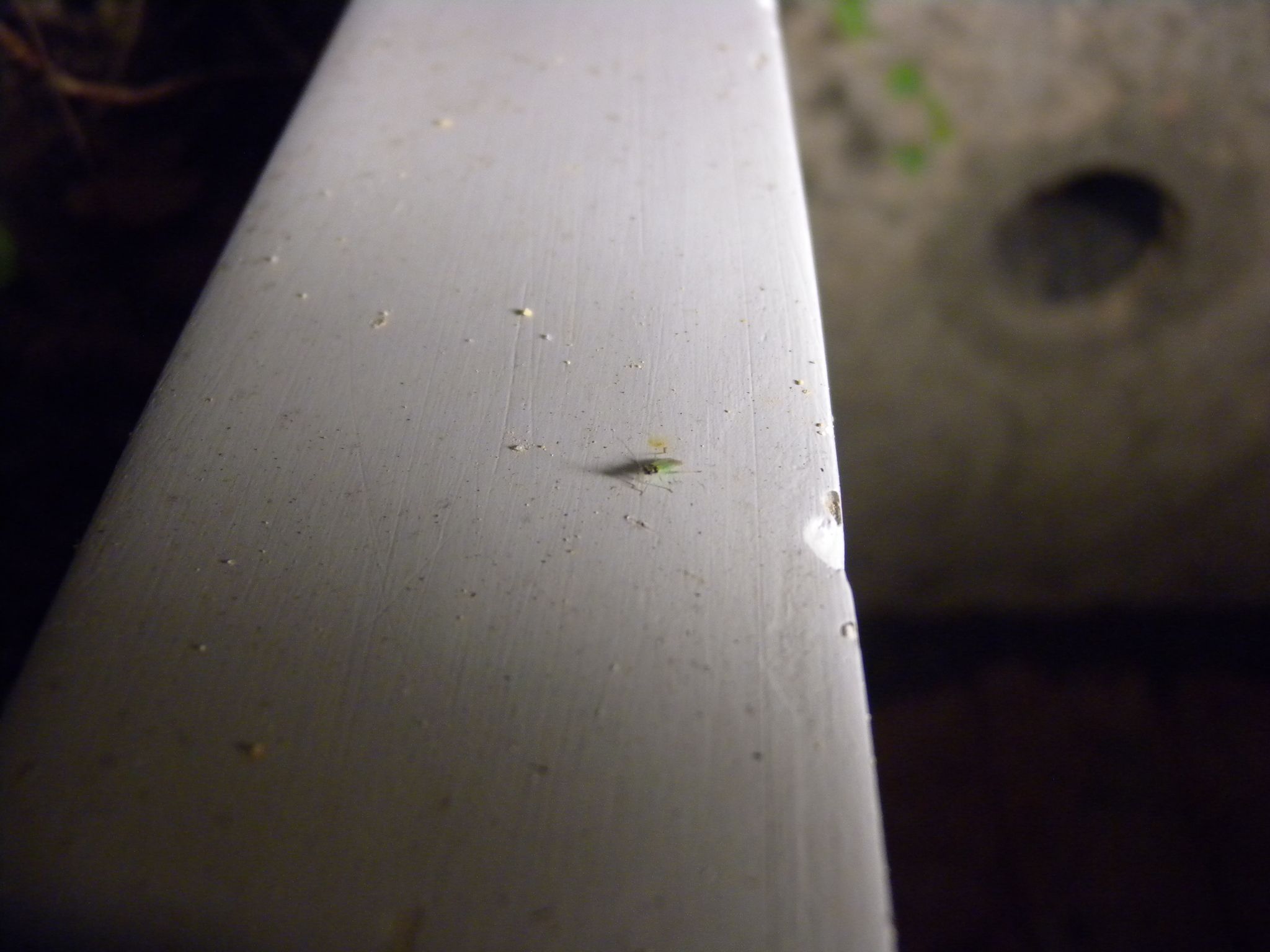 Cyrtorhinus lividipennis