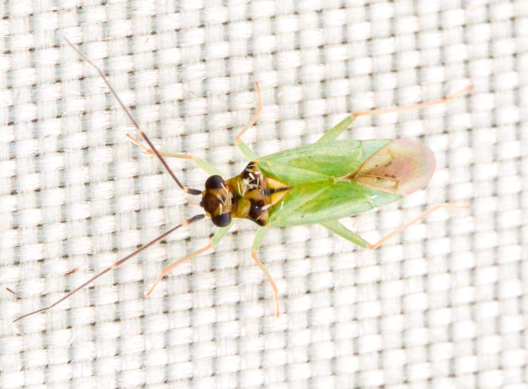 Cyrtorhinus lividipennis