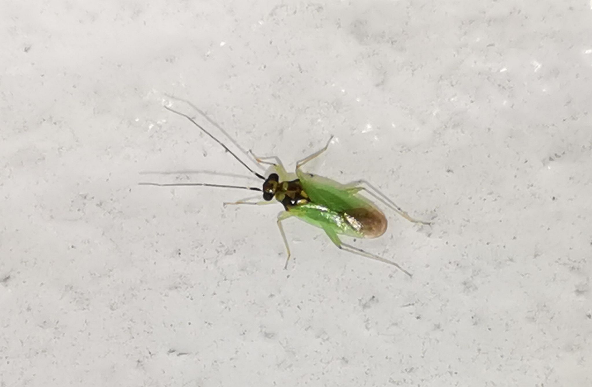 Cyrtorhinus lividipennis