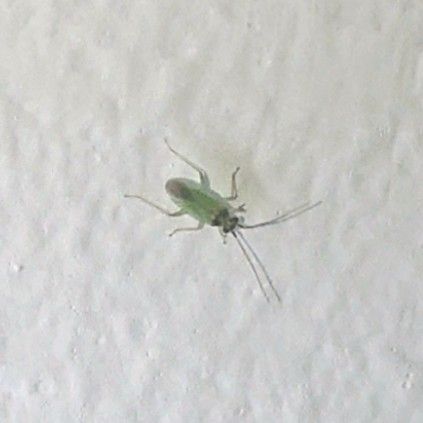 Cyrtorhinus lividipennis