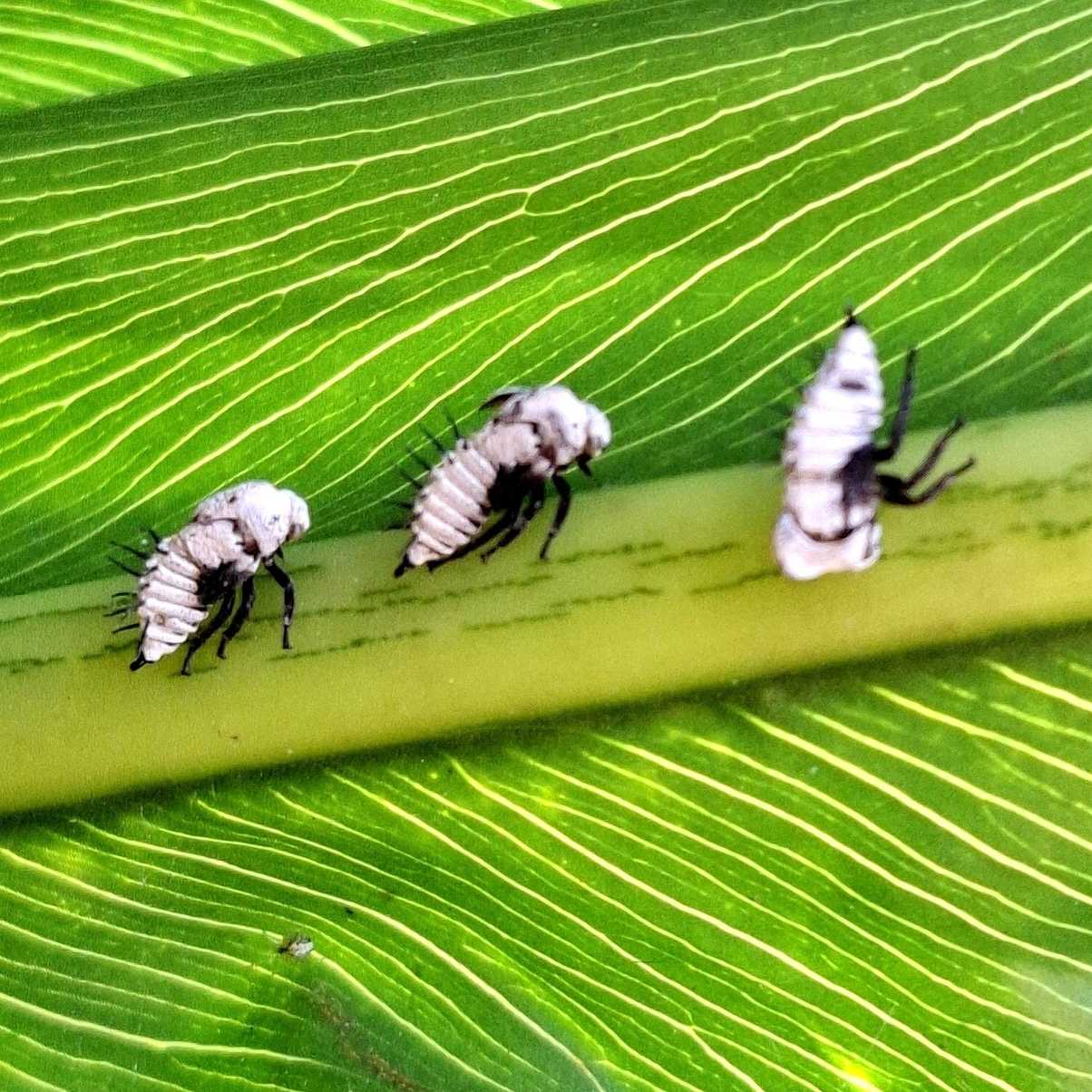 Membracis dorsata