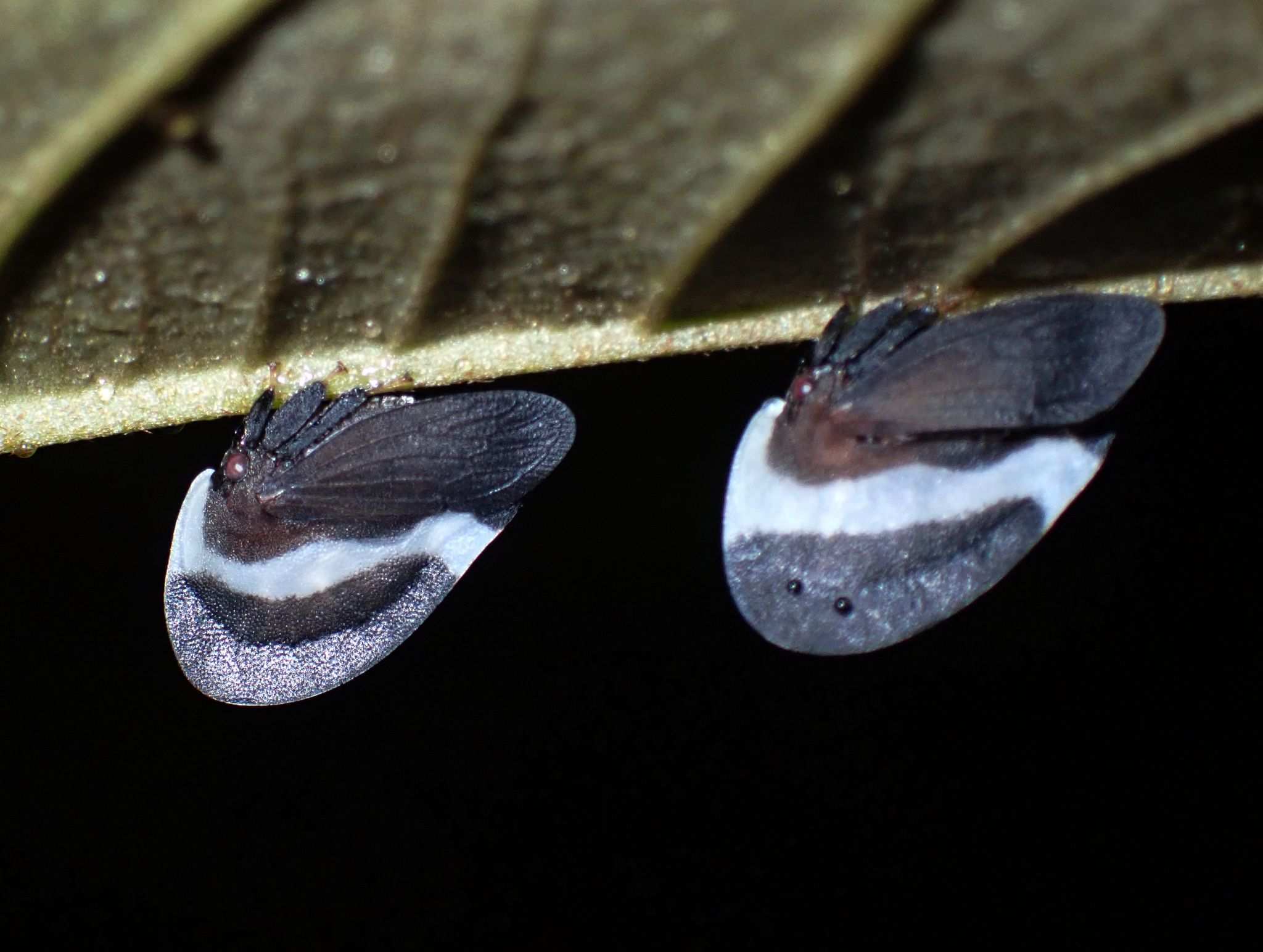 Membracis dorsata