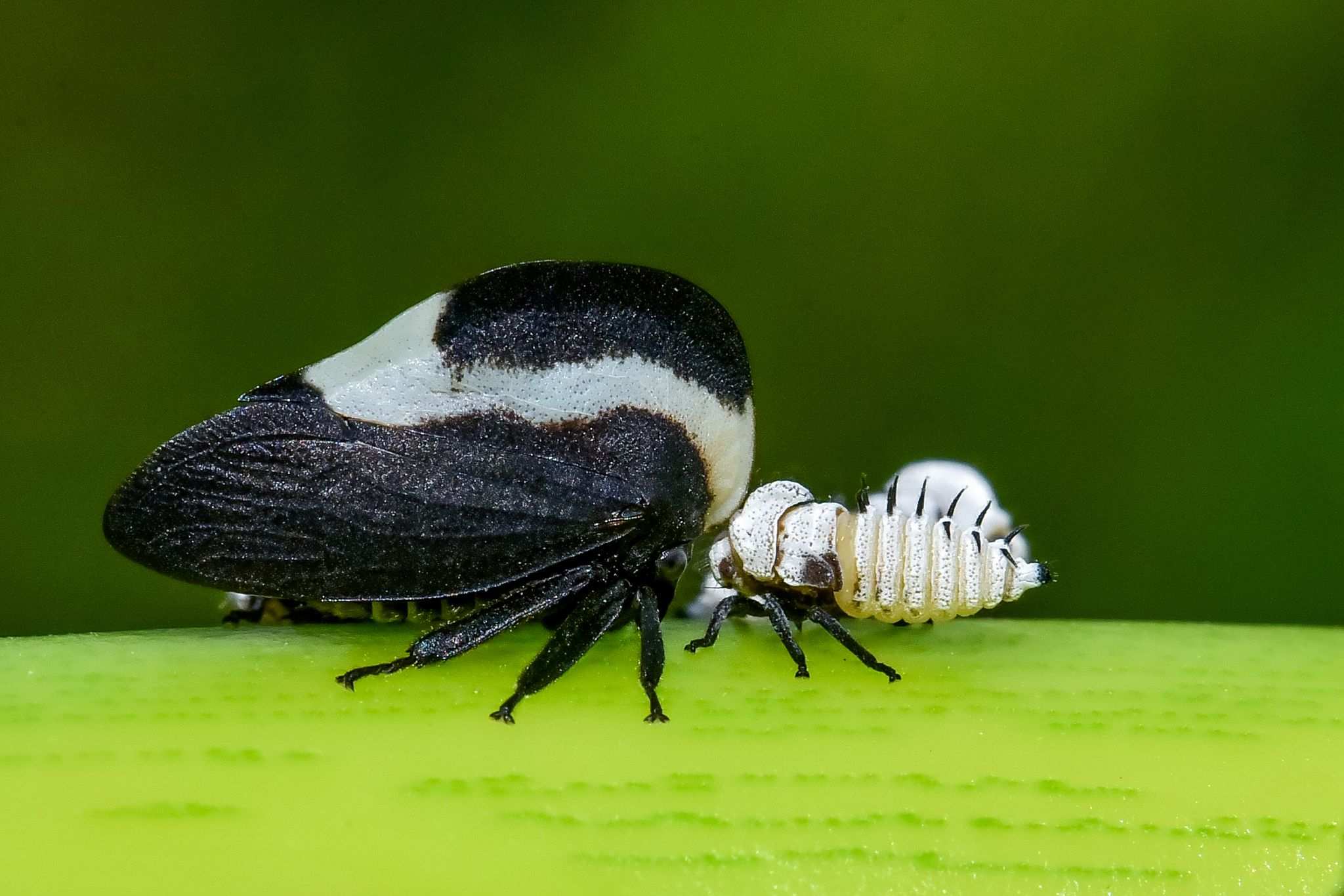 Membracis dorsata