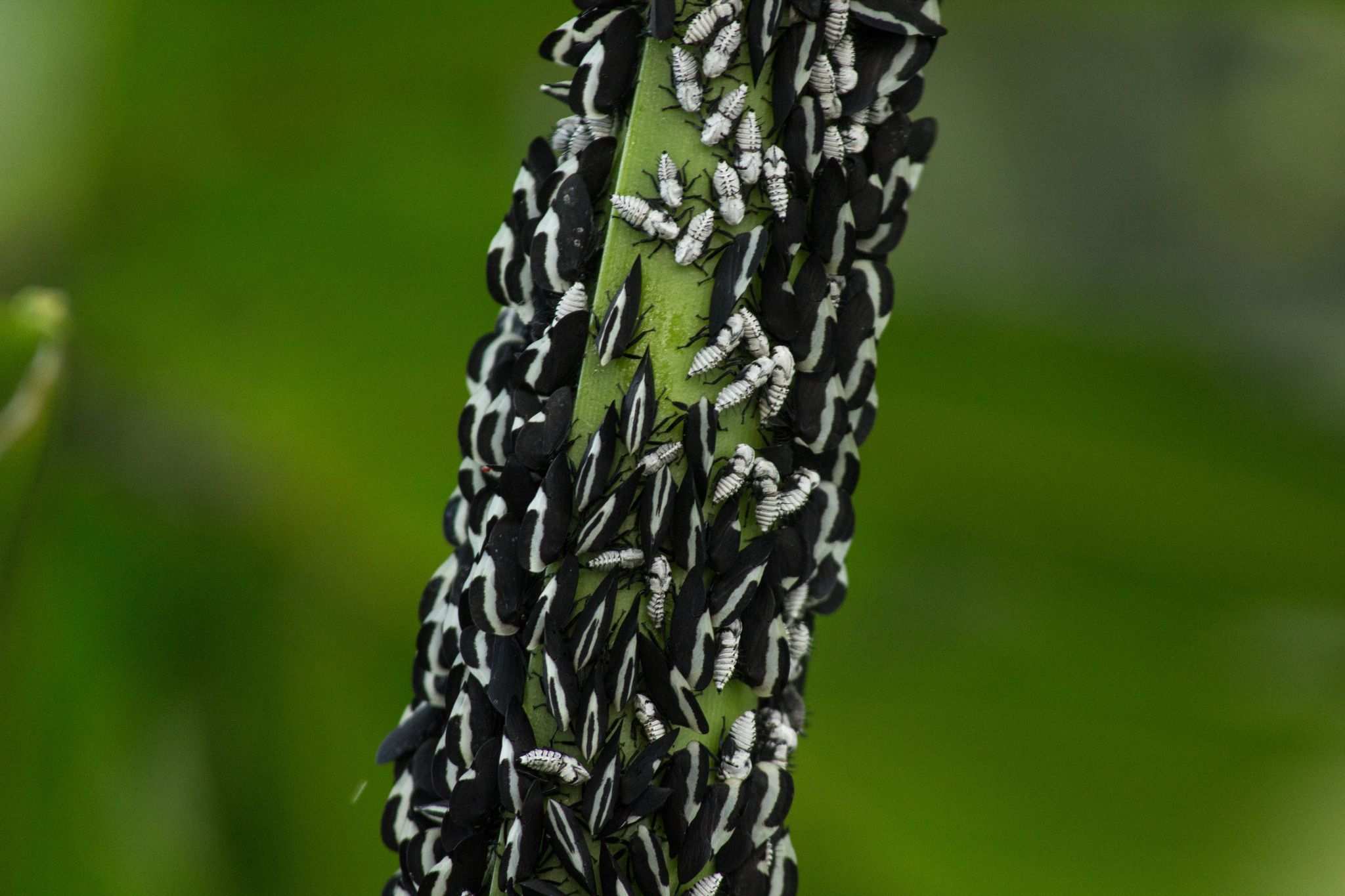 Membracis dorsata