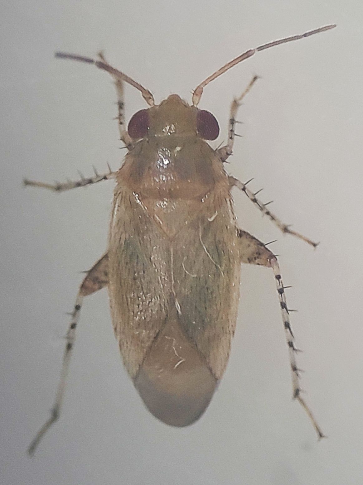 Campylomma livida