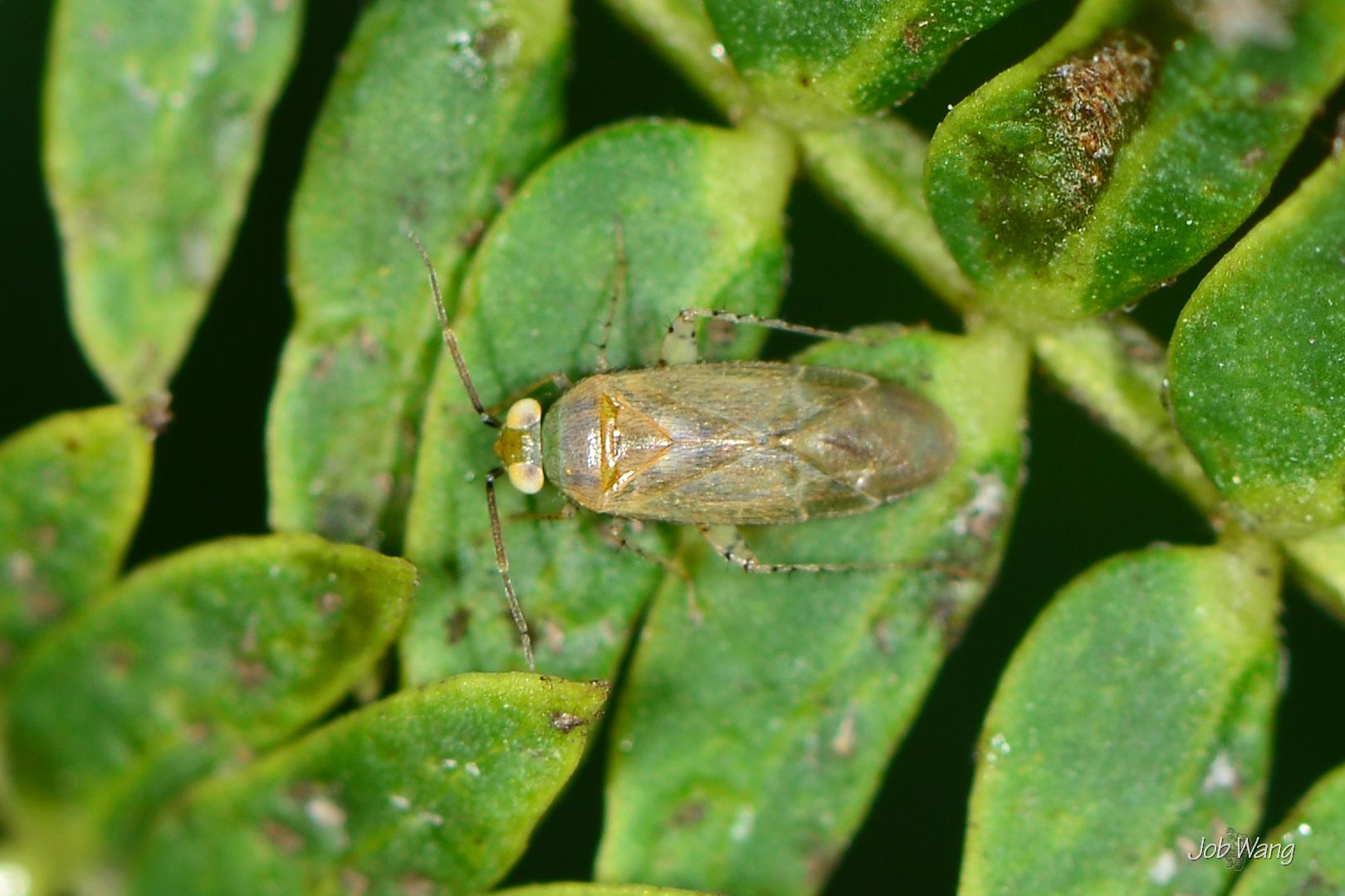Campylomma livida