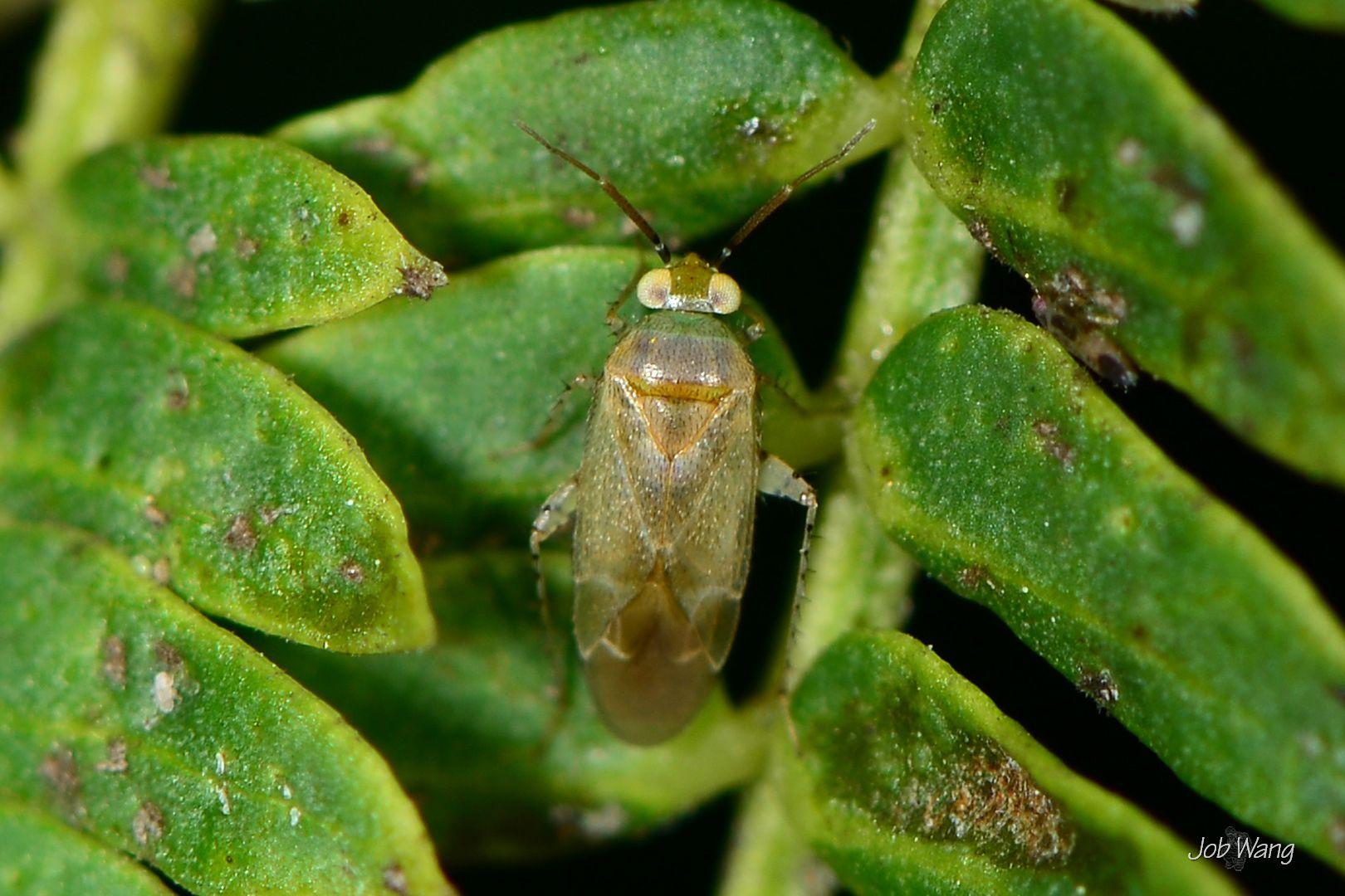 Campylomma livida