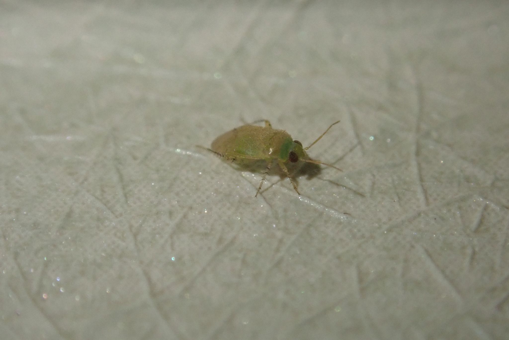 Campylomma livida