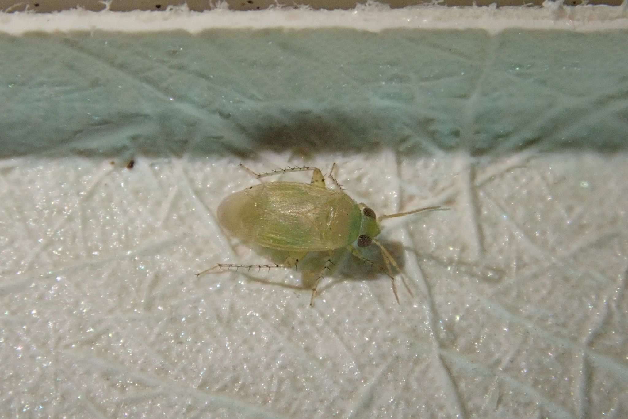 Campylomma livida
