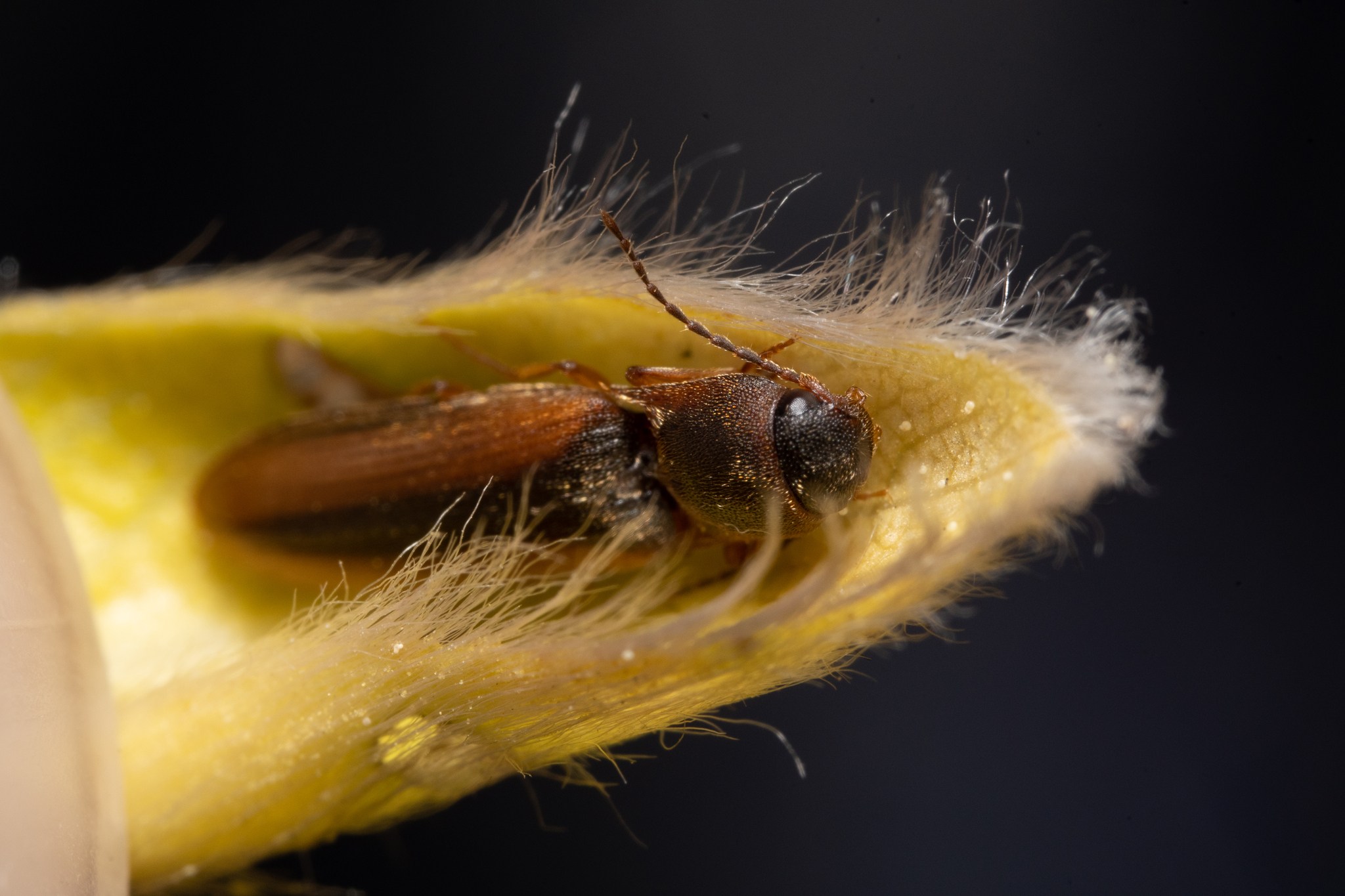 Dalopius