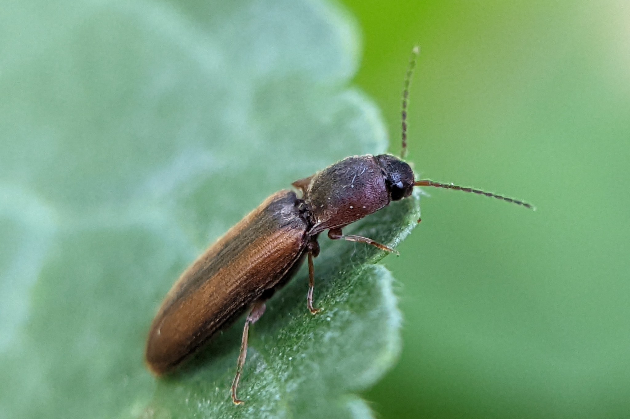 Dalopius