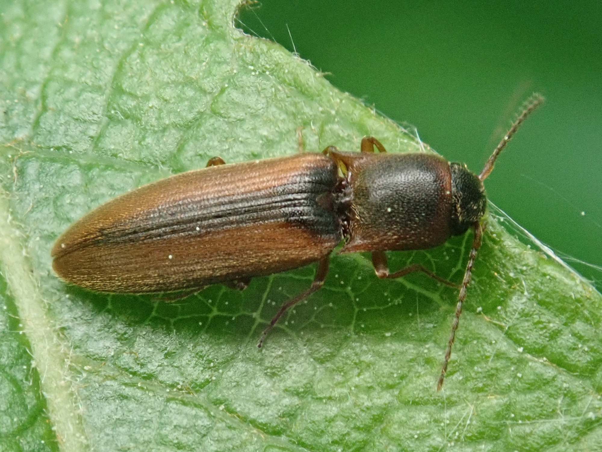 Dalopius