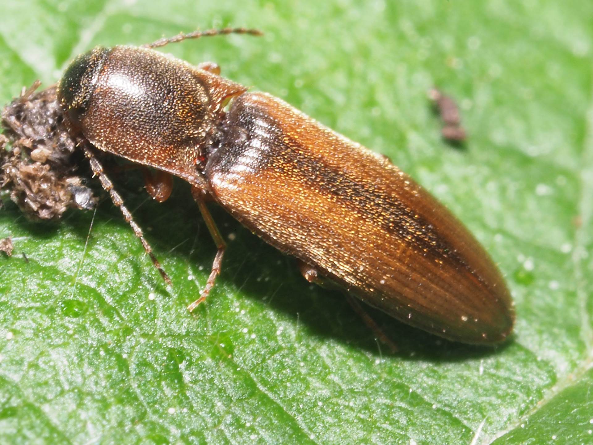 Dalopius