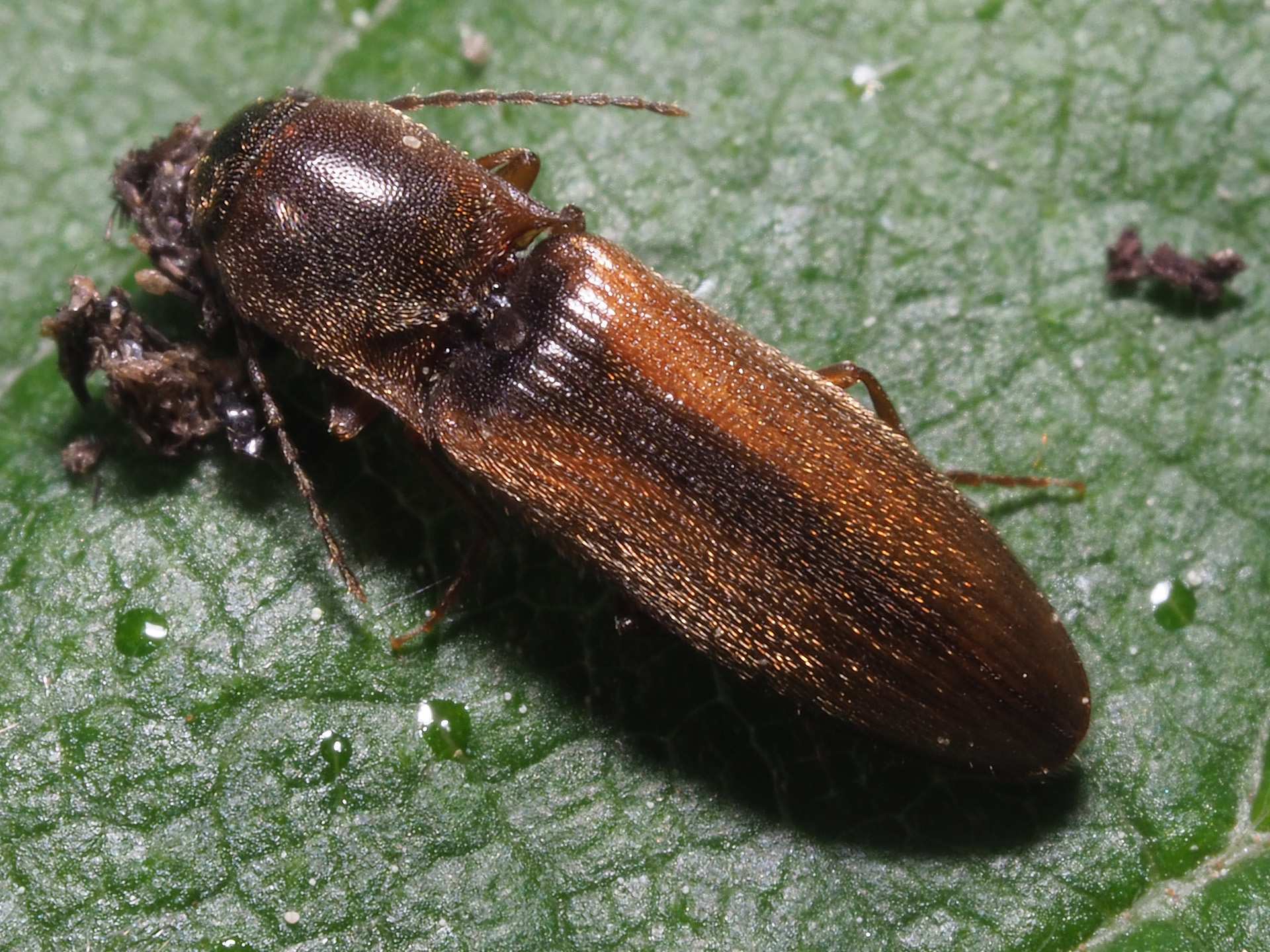 Dalopius