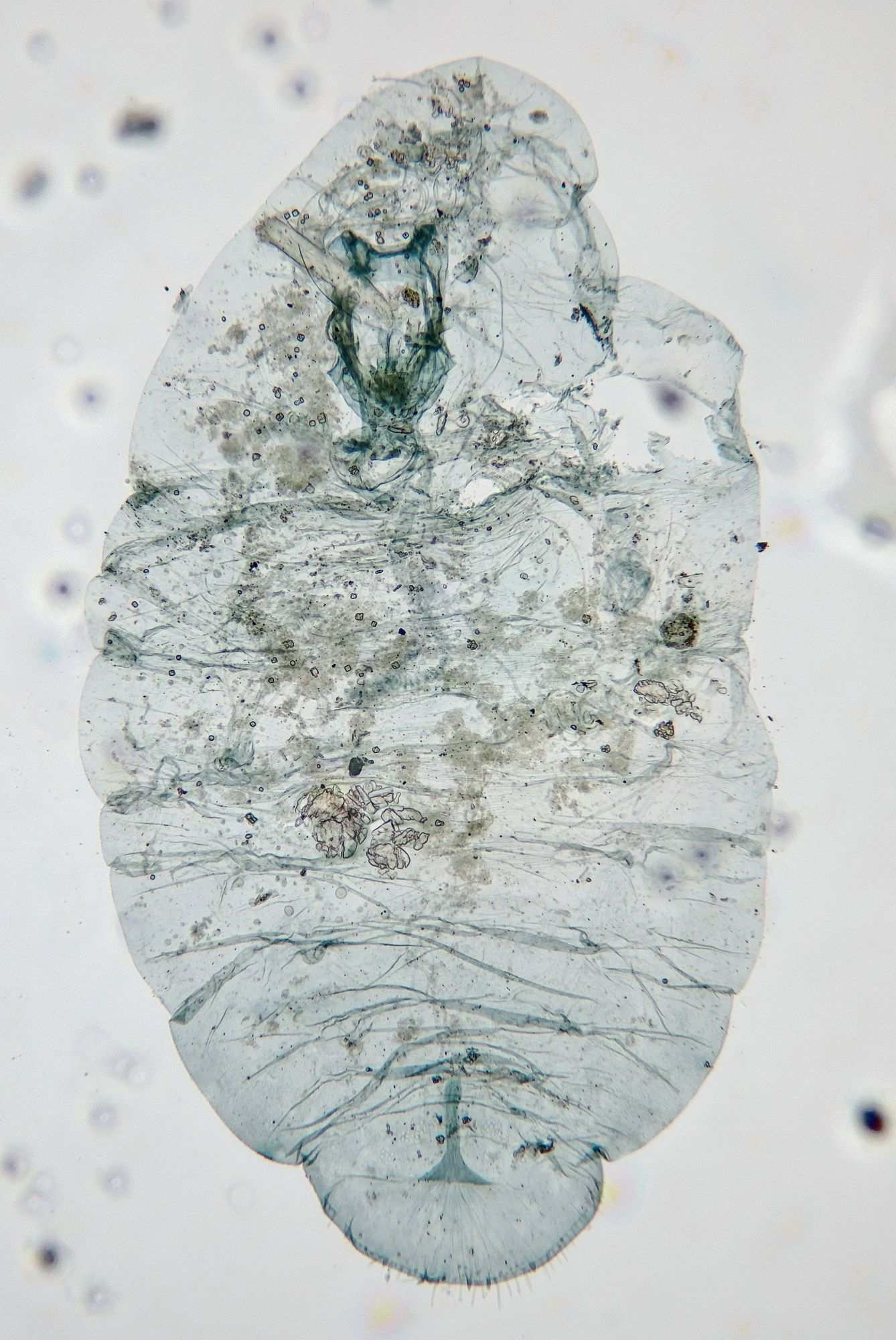 Leucaspis pini