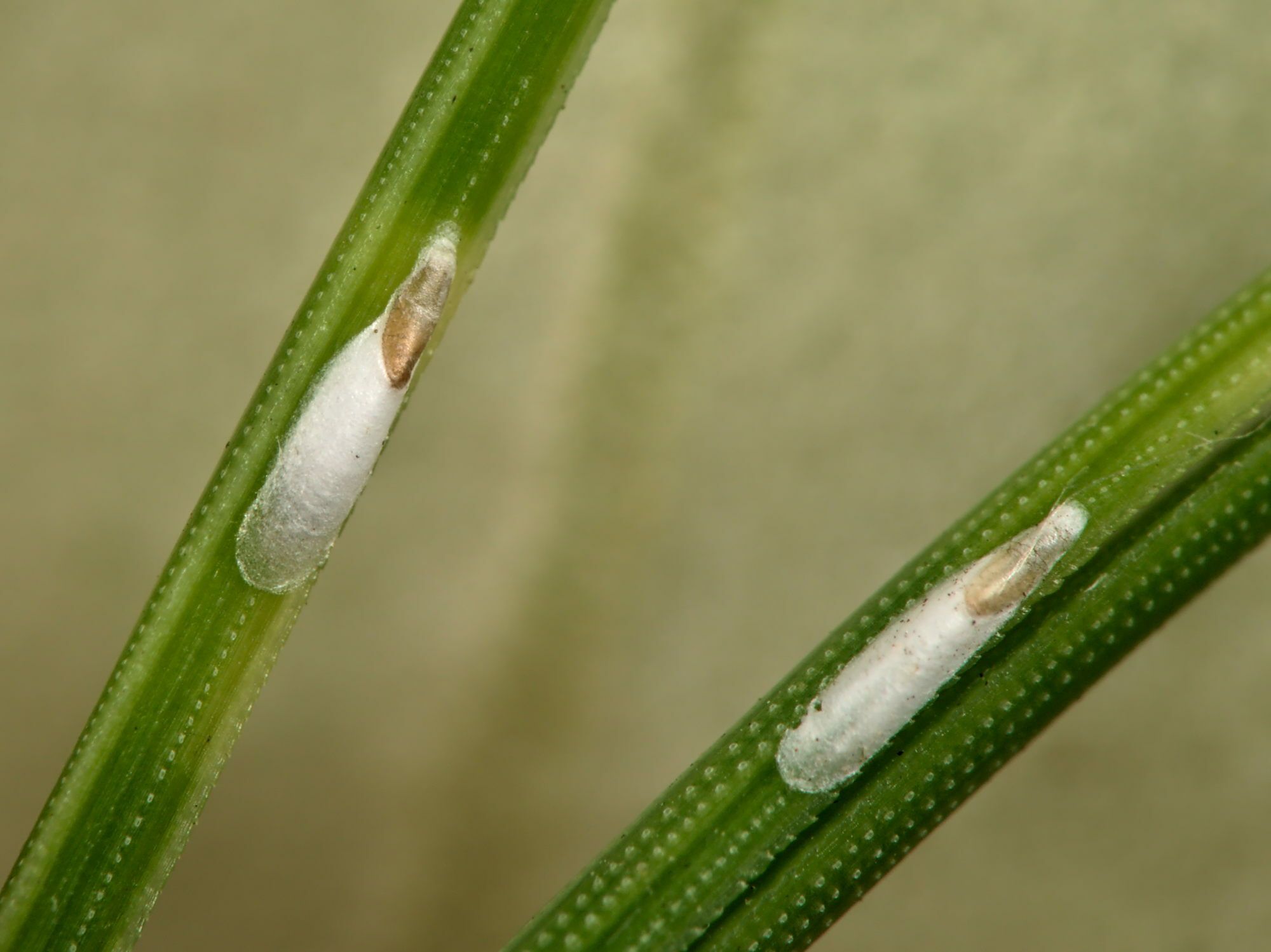 Leucaspis pini