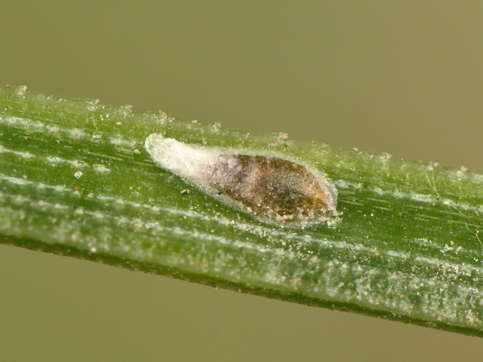 Leucaspis pini