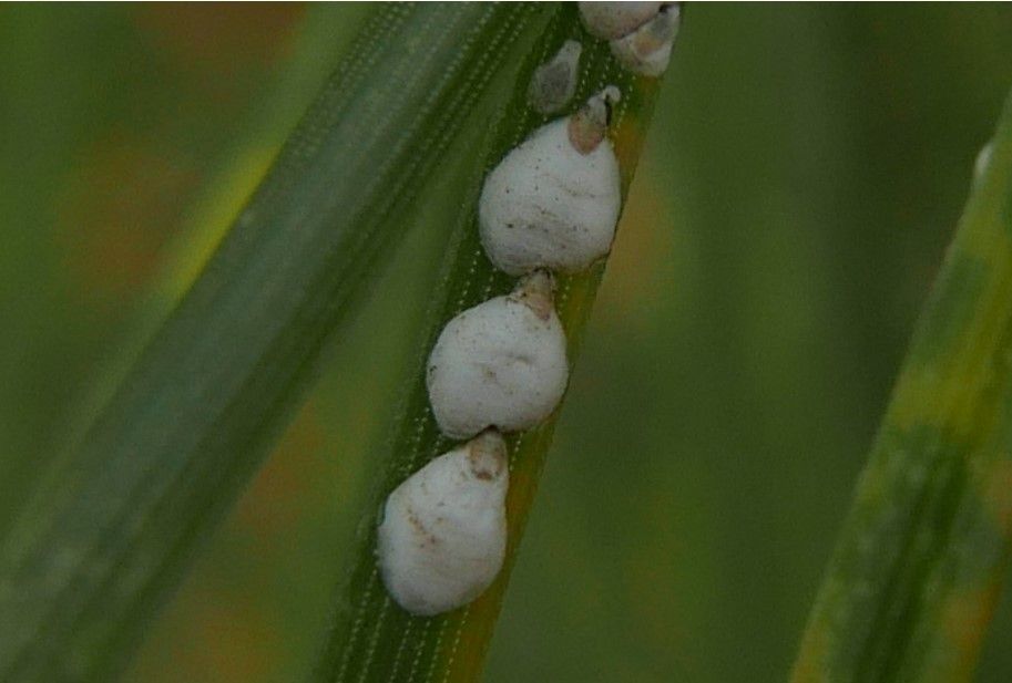 Leucaspis pini