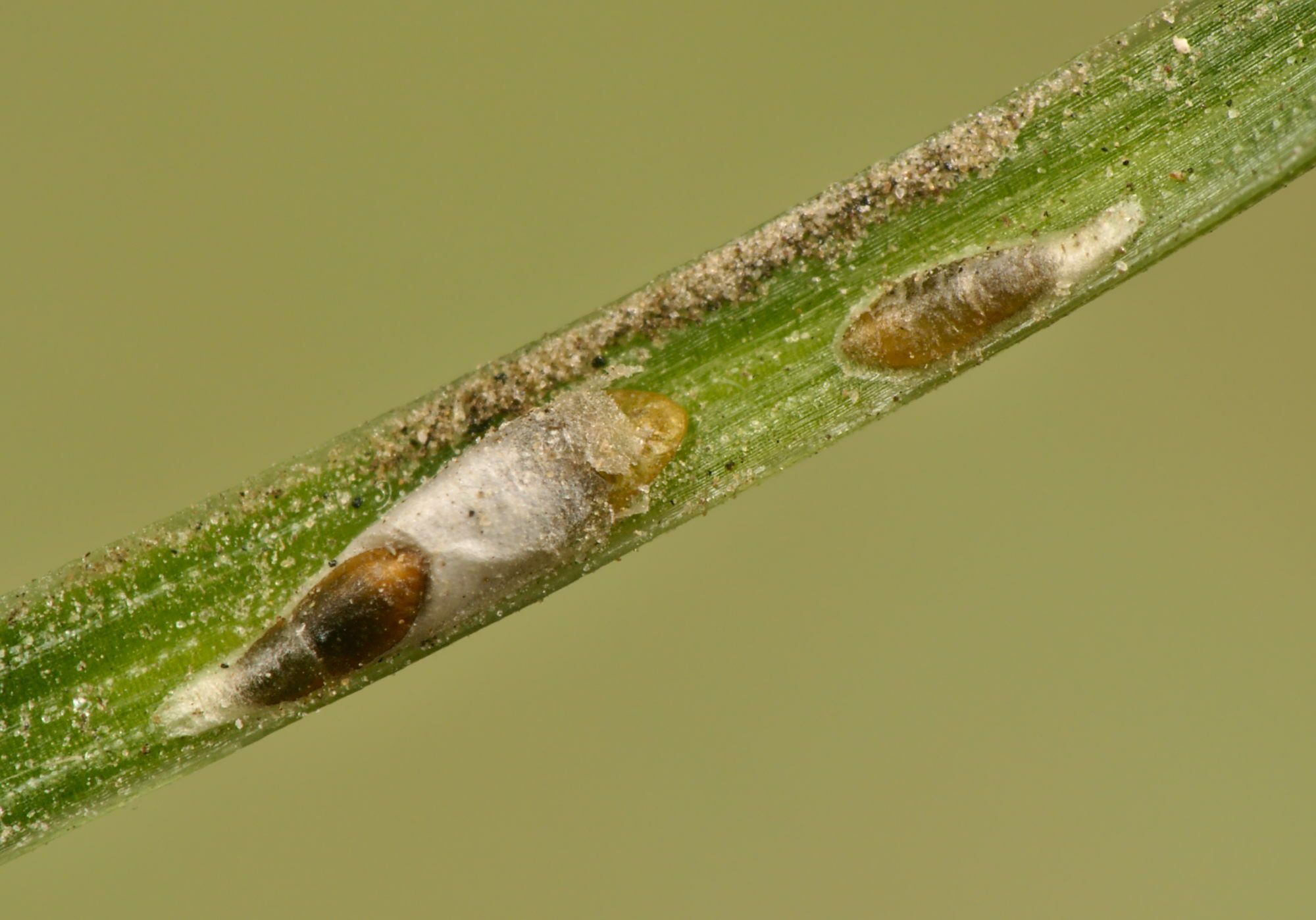 Leucaspis pini