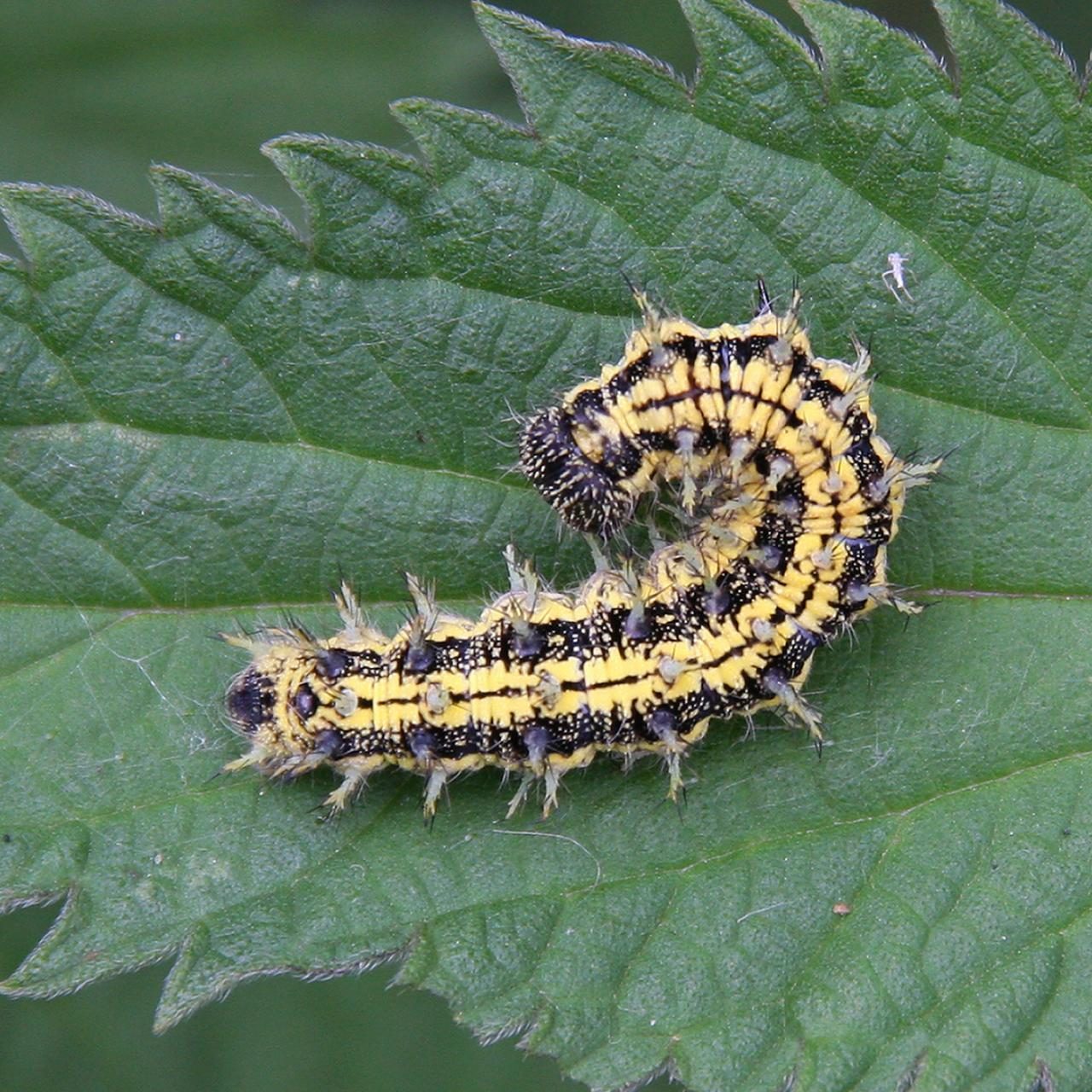 Nymphalis urticae