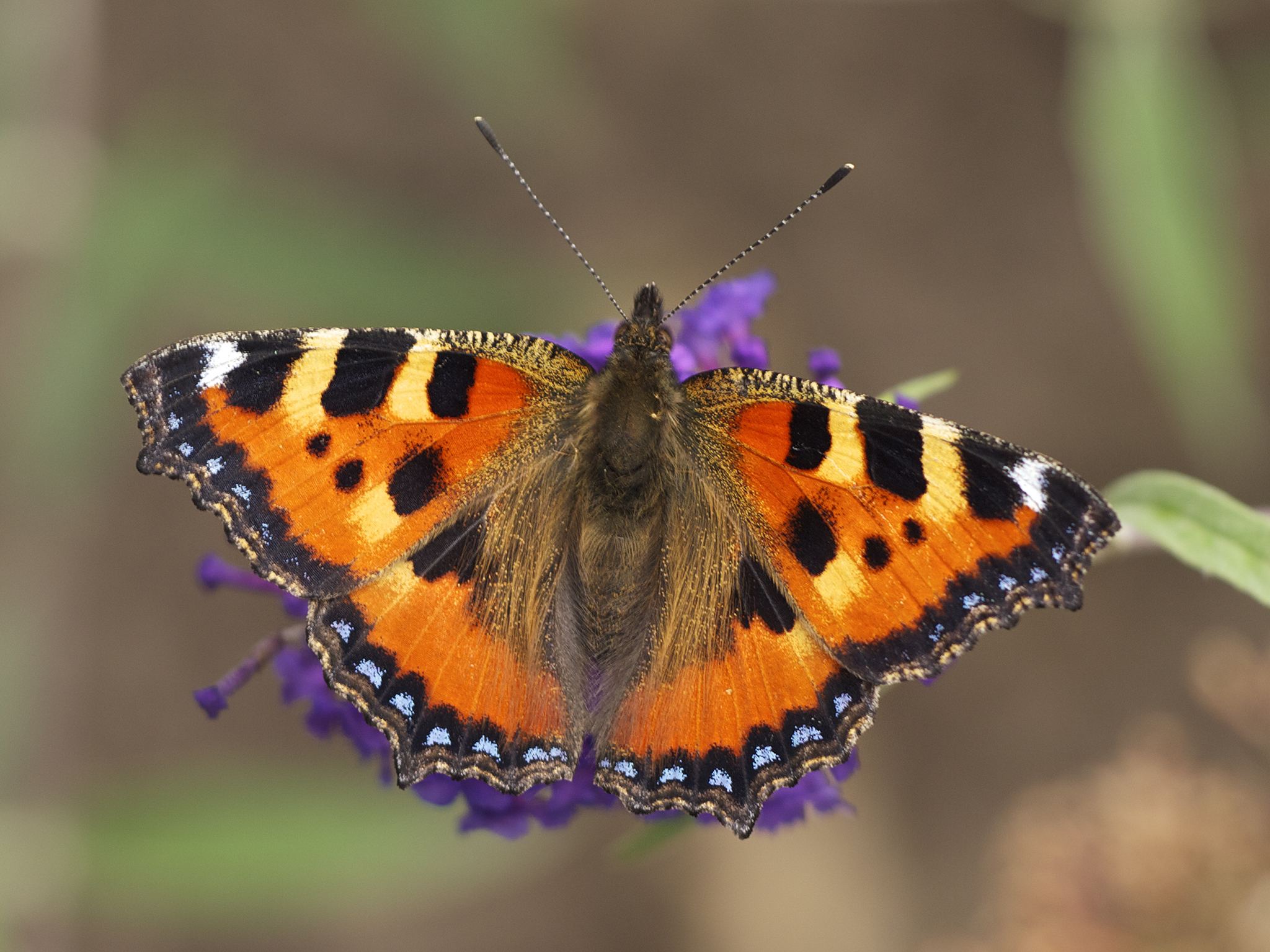 Nymphalis urticae