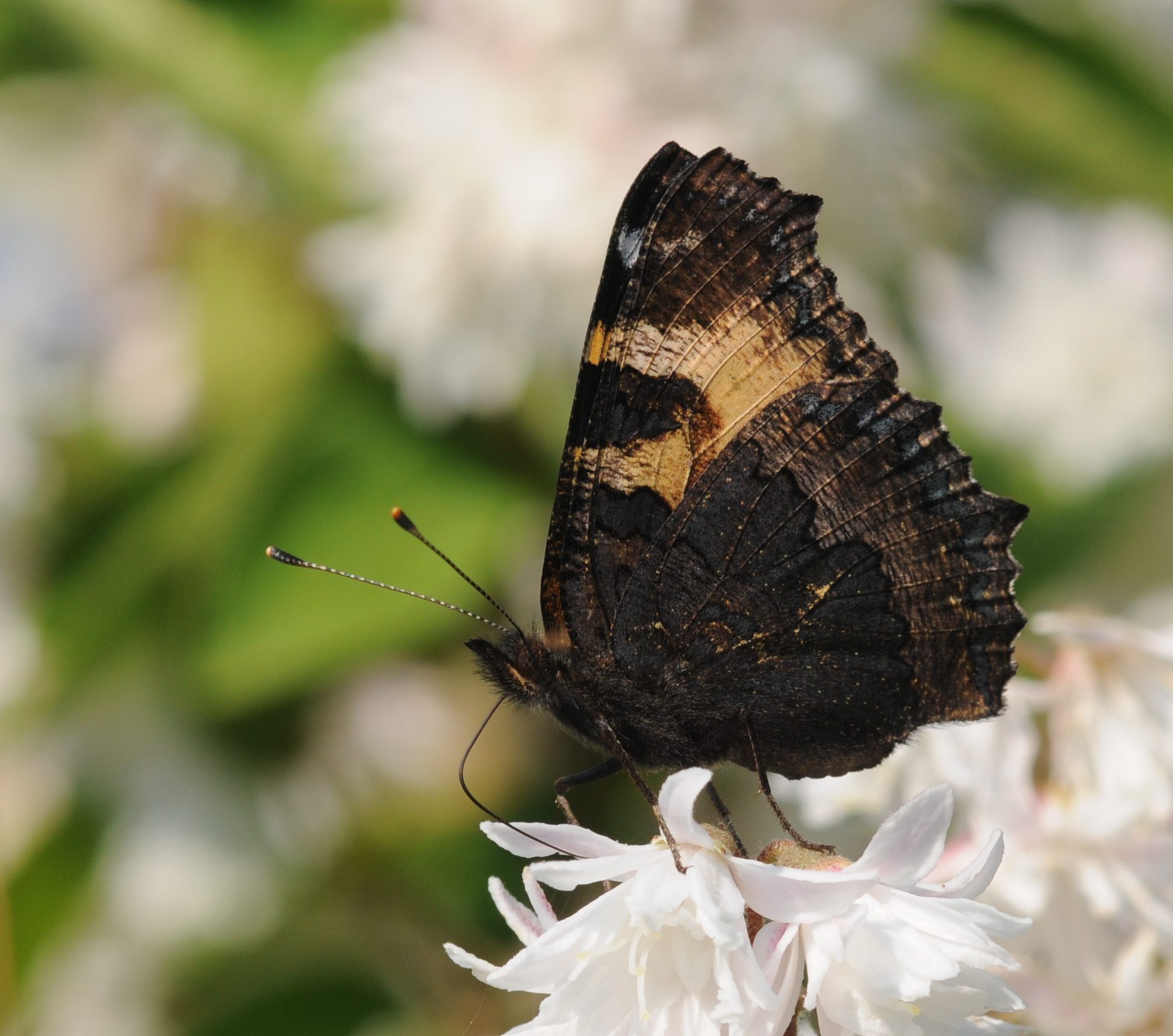 Nymphalis urticae