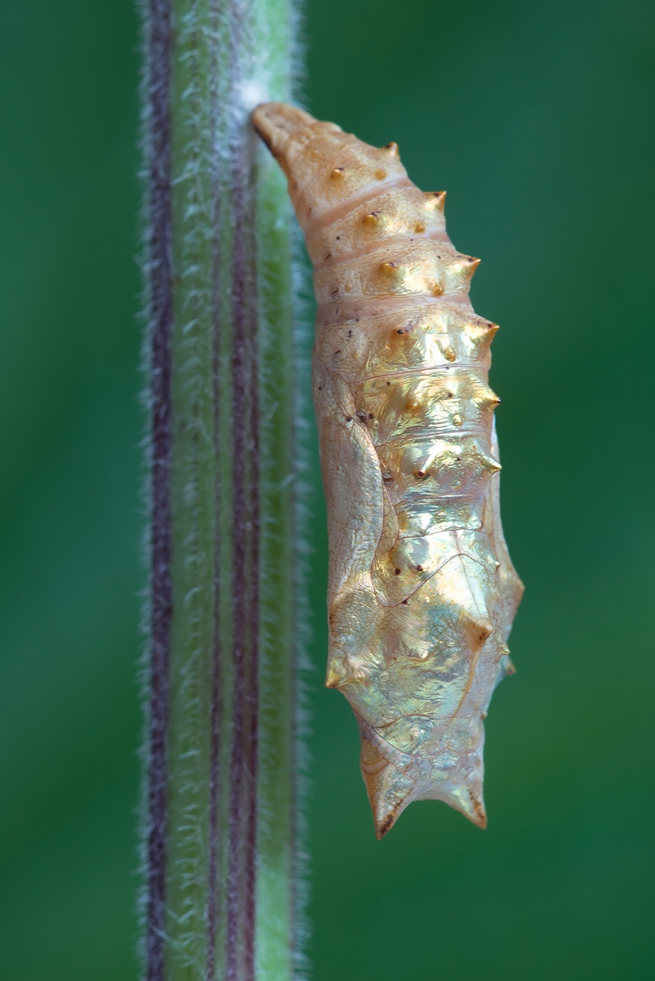 Nymphalis urticae