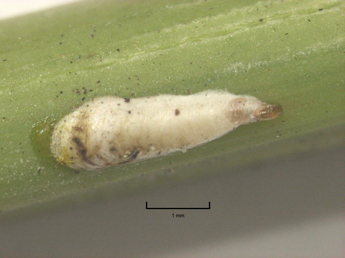 Kuwanaspis pseudoleucaspis